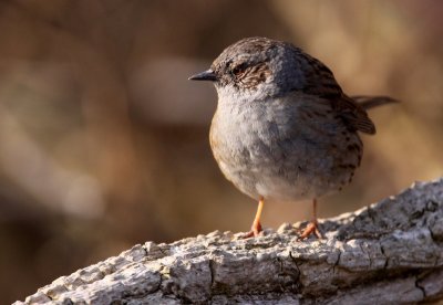 Dunnock (Prunella modularis), Jrnsparv