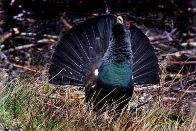 Western capercaillie (Tetrao urogallus), Tjder