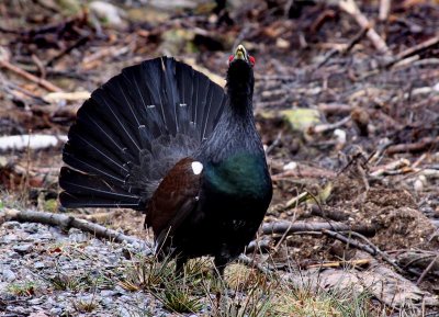 Western capercaillie (Tetrao urogallus), Tjder