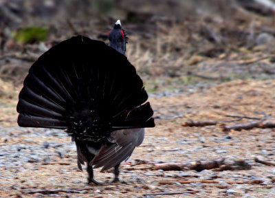 Western capercaillie (Tetrao urogallus), Tjder