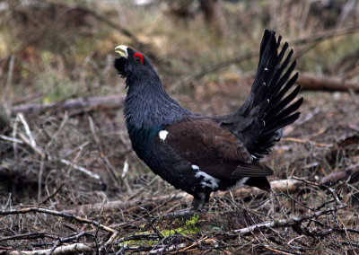 6.jpgWestern capercaillie (Tetrao urogallus), Tjder