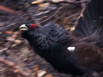 Western capercaillie (Tetrao urogallus), Tjder