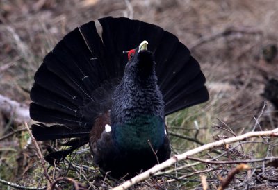 Western capercaillie (Tetrao urogallus), Tjder