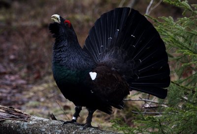 Western capercaillie (Tetrao urogallus), Tjder