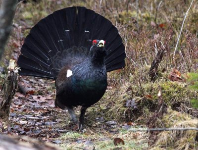 Western capercaillie (Tetrao urogallus), Tjder