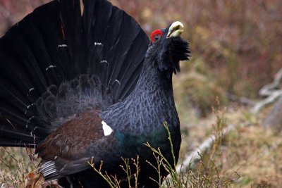 Western capercaillie (Tetrao urogallus), Tjder