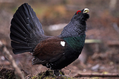 Western capercaillie (Tetrao urogallus), Tjder