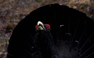 Western capercaillie (Tetrao urogallus), Tjder