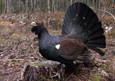 Western capercaillie (Tetrao urogallus), Tjder