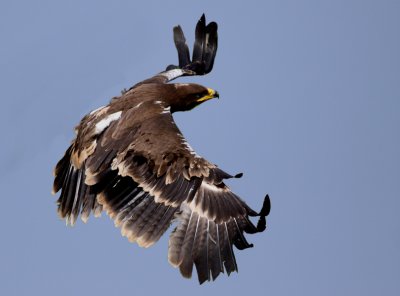 Steppe Eagle (Aquila nipalemsis), Stpprn