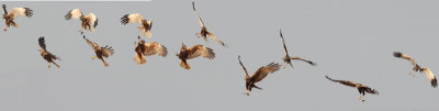 Western marsh Harrier (Circus aeruginosus), Brun krrhk