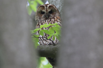 Tawny Owl (Strix aluco), Kattuggla