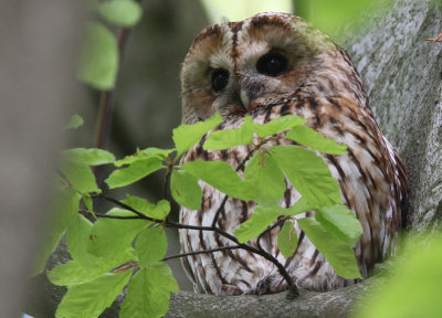 Tawny Owl (Strix aluco), Kattuggla