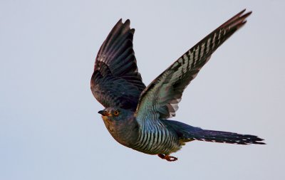 Common Cuckoo (Cuculus canorus), Gk