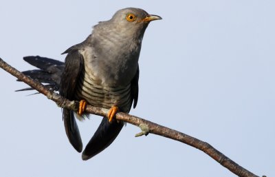 Common Cuckoo (Cuculus canorus), Gk