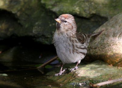 Common Redpoll (Grsiska)