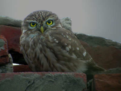 Little Owl (Athene noctuna), Minervauggla