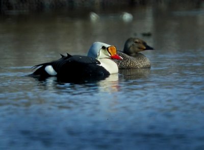 King Eider (Somateria spectabilis)