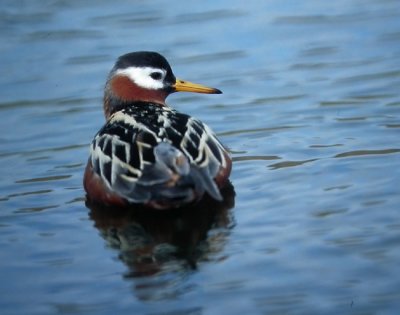 Red Phalarope (Phalaropus fulicarius), Brednbbad simsnppa