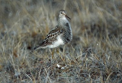 Pectoral Sandpiper (Calidris melanotos)