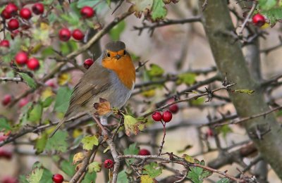 European Robin (Erithacus rubecula), Rdhake