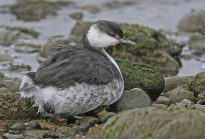 Horned Grebe (Podiceps auritus), Svarthakedopping