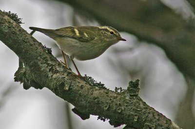 Yellow-browed Warbler (Phylloscopus inornatus)