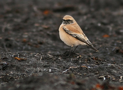 Desert Wheatear (Oenanthe deserti), Bondängen 2007