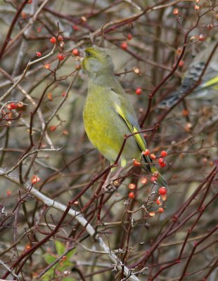 European Greenfinch (Carduelis chloris), Grnfink
