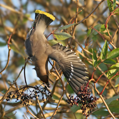 Bohemian Waxwing (Bombycilla garrulus), Sidensvans