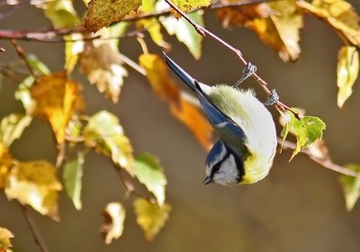 Blue Tit (Parus caeruleus)