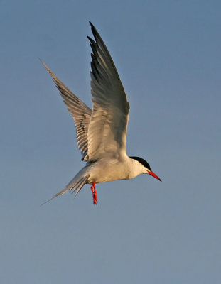 Common Tern (Fisktärna)
