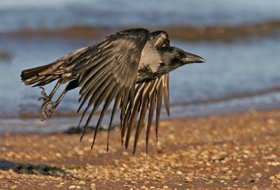 Carrion Crow (Corvus corone ), Krka