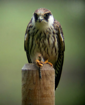 Red-footed Falcon (Falco vespertinus)