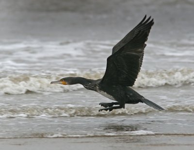 Great Cormorant (Phalacrocorax carbo), Storskarv