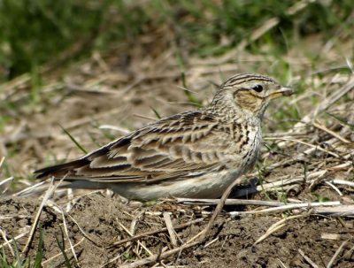 Eurasian Skylark (Alauda arvensis), Snglrka