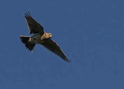 Eurasian Skylark (Alauda arvensis), Snglrka