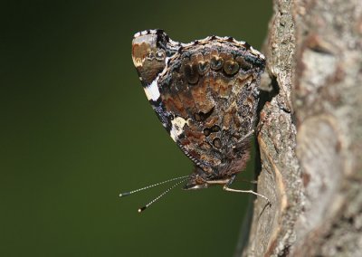 Amiral (Vanessa atalanta)
