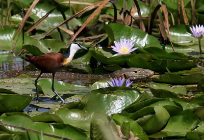African Jacana with Nile Monitor