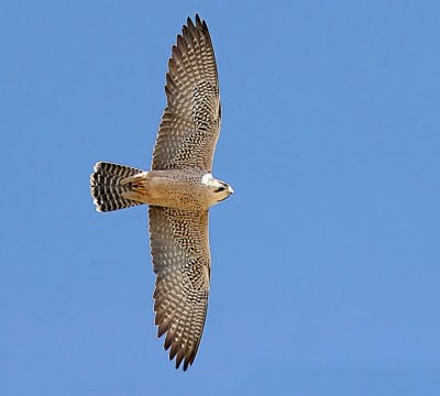 Lanner Falcon (Slagfalk)