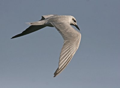 Gull-billed Tern (Gelochelidon nilotica)