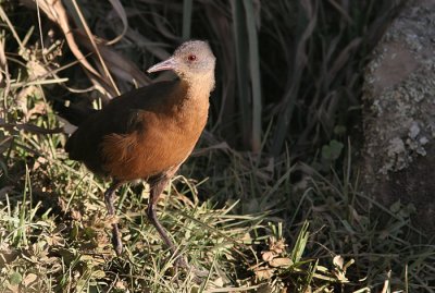 Rougets Rail (Rougetius rougetti)