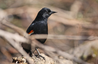 Red-Winged Blackbird (Agelaius phoeniceus