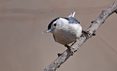 White-breasted Nuthatch (Sitta caroliensis)