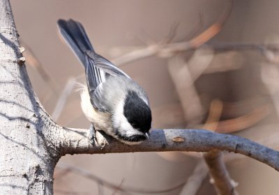 Black-capped Chickadee (Poecile atricapilla)