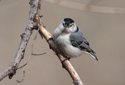 White-breasted Nuthatch (Sitta caroliensis)
