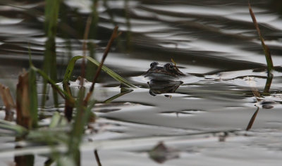 Frog (Rana Temporaria)