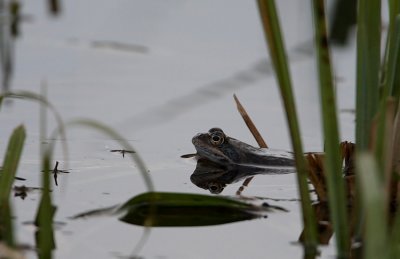 Frog (Rana Temporaria