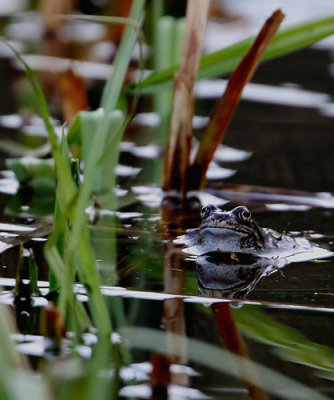 Frog (Rana Temporaria