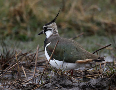 Lapwing (Vanellus vanellus), Tofsvipa